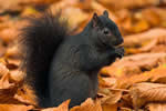 Black Squirrel 1