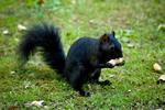 Black Squirrel 2