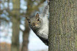 Grey Squirrel 3