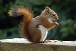Red Squirrel 1