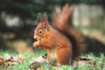 Red Squirrel 2