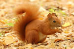 Red Squirrel 3
