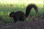 Black Squirrel 3