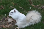 White Squirrel 1