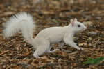 White Squirrel 2