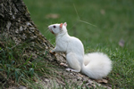 White Squirrel 3